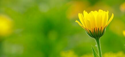 Medicinal yellow calendula flowers. photo