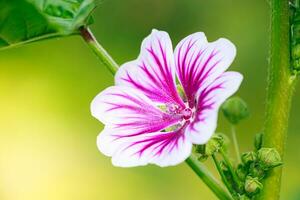 Pink common mallow flower. photo