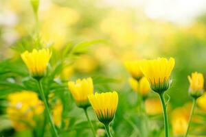 Yellow calendula flower close up. photo