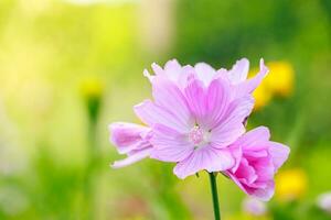 Pink common mallow flower photo