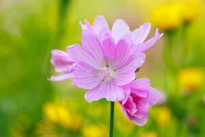 Pink common mallow flower photo