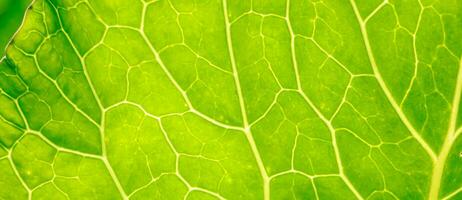 Green leaf close up. Veins on plant macro. photo