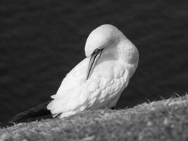 the german island of Helgoland photo