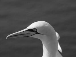 the german island of Helgoland photo