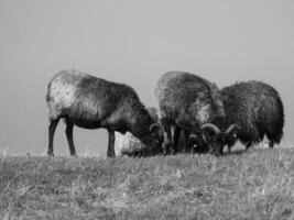 isla de helgoland en el mar del norte foto