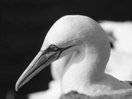 Helgoland island in the north sea photo