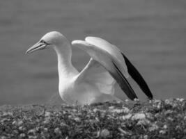 isla de helgoland en el mar del norte foto