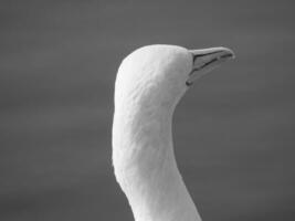 Helgoland island in the north sea photo