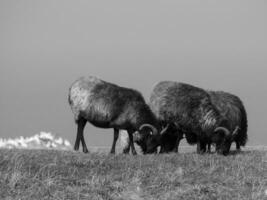 Helgoland island in the north sea photo