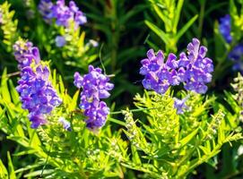 Baikal skullcap or Scutellaria baicalensis. Traditional medicine, Chinese medicine. Soft focus , selective focus photo