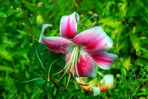 Blooming daylily flowers or Hemerocallis flower, close-up on a sunny day. The beauty of an ornamental flower in the garden photo