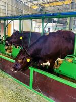 Nitra, Slovakia -08.19.2023 Cows close-up at the exhibition in the Agrouniversity in the city of Nitra in Slovakia. photo