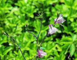 alto campanilla, campánula yo floreciente en un soleado jardín en julio, de cerca foto