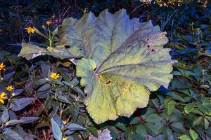 Arctium lappa. Arctium lappa, greater burdock, edible burdock, lappa, beggar's buttons, thorny burr, or happy major is a Eurasian species of plants in the family Asteraceae. photo