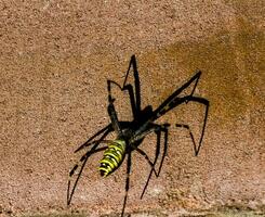 argiope bruennichi, avispa araña. él murga para su víctima con su neto. vistoso amarillo, negro, blanco, naranja depredador araña. foto