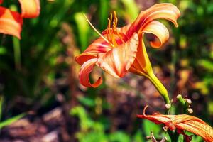 Hemerocallis fulva or the orange day-lily. Corn lily flowering in the garden. Close up. Detail. photo