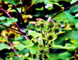 Greater burdock purple prickly flowers. Arctium lappa L plant. photo