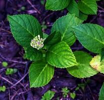 Hydrangea flowers or Hydrangea macrophylla in the garden. photo