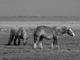 summer holidays at the german north sea photo