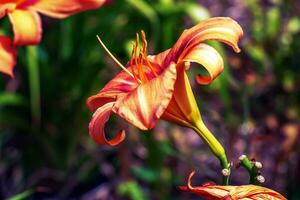 Hemerocallis fulva or the orange day-lily. Corn lily flowering in the garden. Close up. Detail. photo