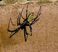 Argiope bruennichi, wasp spider. He waits for his victim with his net. Colorful yellow, black, white, orange predatory spider. photo