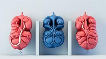 3D illustration mockup of the human organ system, Anatomy, Nervous, circulatory, digestive, excretory, urinary,and bone systems. Medical education concept, Generative AI illustration photo