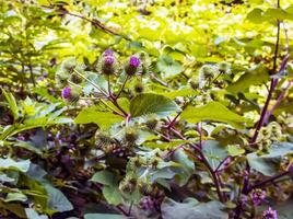 Greater burdock purple prickly flowers. Arctium lappa L plant. photo