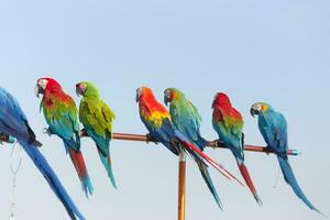 cerca arriba de vistoso escarlata guacamayo loro mascota perca en gallinero rama con azul claro cielo antecedentes foto