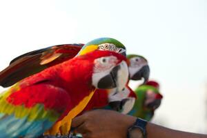 Close up of colorful scarlet Blue and gold macaw parrot pet perch on roost branch with blue clear sky background photo