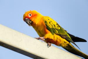 encantador hermosa naranja amarillo verde loro Dom conure en gallinero rama con azul claro cielo antecedentes foto