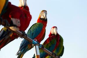 cerca arriba de vistoso escarlata azul y oro guacamayo loro mascota perca en gallinero rama con azul claro cielo antecedentes foto