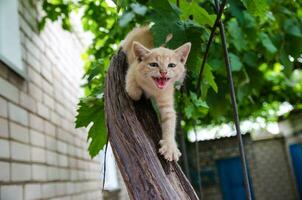 jengibre gatito carcajadas maullidos con abierto boca en un de madera rama. retozón gatito sube arboles juguetón gato caza. el gatito es explorador un nuevo mundo para a él. deleite y emociones de alegría. foto