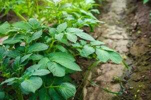 Potato bushes on a farm plantation. Agroindustry agribusiness. Growing food vegetables. Agricultural plantation under a greenhouse. Care and watering, protection from pests. photo