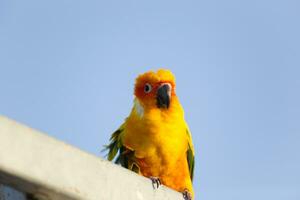 Lovely Beautiful orange Yellow green parrot  Sun Conure on roost branch with blue clear sky background photo