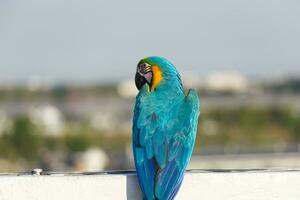 Close up of colorful scarlet Blue and gold macaw parrot pet perch on roost branch with blue clear sky background photo