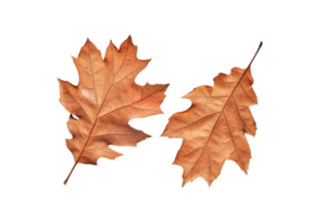 two leaves of autumn oak lying upside down on a white background png