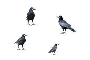 four black crows in different poses isolated on white background.  clipart.  design element photo