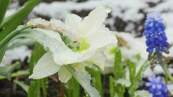 Zarte Narzissenblüte unter Schneefall im Vorfrühling, Zeitraffer video