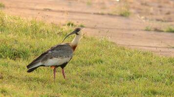 djur- fågel på gräs gulnackad ibis video