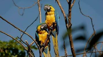 Adult Blue-and-yellow Macaw video
