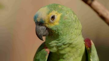 volwassen turkoois fronted papegaai video