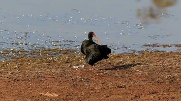 animale spoglio affrontato ibis video