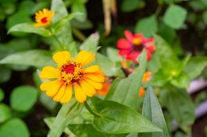 zinnias blooming in the garden. This flower has a very thin and stiff flower crown similar to a sheet of paper. Zinia consists of 20 species of plants photo