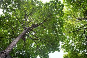 Big tree Dipterocarpus Alatus trunk and branch in low angle view. View of a tree crown from below. photo