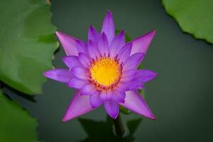 East Indian lotus Nelumbo Nucifera Purple-pink lotus flowers water lily have yellow-orange stamens. The ends of the purple stamens are taken at close range. Beautiful colors are commonly photo