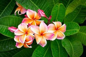 Plumeria flower, pink petals, yellow inside with raindrops. Beautiful Leelawadee flowers in very beautiful color blooming with fresh green leaves. photo