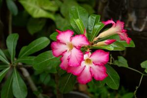 rosado adenium flores con borroso verde hojas antecedentes. adenium obesidad, Desierto Rosa adenium obesum foto