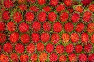 Fresco rambután Fruta antecedentes. eso es cercanamente relacionado a varios otro comestible tropical frutas incluso el lychee, largo, pulasan, y mamoncillo. foto