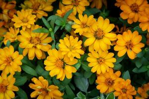 Background images of Yellow Narrowleaf zinnia Zinnia angustifolia flowers in the garden. photo