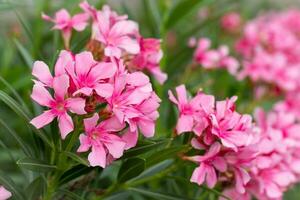 pink oleander flower Nerium oleander in garden. photo